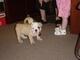 Destacados bulldogs ingleses en adopcion - Foto 1
