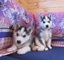 Encantadores cachorros de husky siberiano para su adopción