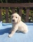 Golden retriever cachorros disponibles para adopcion