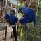 Guacamayo jacinto macho y hembra en venta