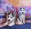 Hembra de husky siberiano con ojos azules - Foto 1