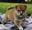 Hembra de shiba inu deseada debe estar registrada