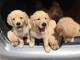 Hermosos cachorros de golden retriever listos para adoptar - Foto 1