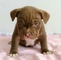 Hermosos cachorros de nuestro querido perro Pitbull Americano - Foto 1
