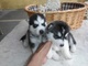 Hermosos cachorros husky siberianos para adopción