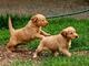 Impresionate cachorros golden retriever para adopción