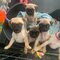 Increíbles cachorros de pug disponibles - Foto 1