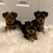 Increíbles cachorros de yorkshire , - Foto 1