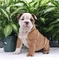 Lindos cachorros de bulldog inglés para la adopcion - Foto 1