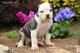 Lindos y encantadores cachorros Pitbull Americano machos y hembr - Foto 1