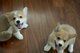 Los cachorros de Corgi son buenos para el hogar - Foto 1