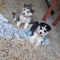 Macho husky siberiano en adopción dos ejemplares con dos meses va