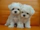 Maltse bichon regalo