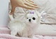 Mini toy bichon maltes parra adopcion libre