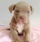 Nuestros hermosos cachorros pitbull americano - Foto 1