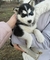 Populares cachorros de husky siberiano - Foto 1