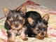 Preciosa camada de 2 cachorritos tienen 2 mesecitos - Foto 1