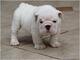 Preciosos cachorros de bulldog inglés disponibles - Foto 1