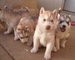 Preciosos cachorros husky siberianos para adopción