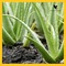 Productos de Aloe Vera de mejor calidad = Forever Living Products - Foto 5