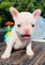 Regalo de bulldog francés, para adopción gratuita, - Foto 1