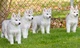Revisado y mullido cachorros de husky siberiano