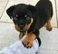 Rottweiler macho y hembra para adopción