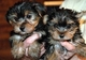 Se venden preciosos cachorritos de yorkshire - Foto 1