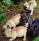 Súper adorables cachorros de bulldog francés para adopción