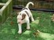 Terrier y american pitbull terrier en adopcion