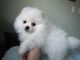 Adorable male and female Pomeranian puppies available for sale - Foto 2