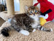 Adorable siberian kittens both male and female available!!