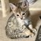 Affectionate savannah kittens ready to go