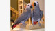 African grey parrots male and female for sale - Foto 1
