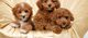 Beautiful male and female poodle puppies ready for a new home