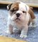 Bulldogs ingleses - Foto 1