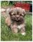 Cachorro shih tzu de 8 semanas