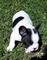 Cachorros Bulldog Francés para Adopción - Foto 1
