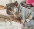 Cachorros de bulldog frances