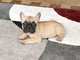 Cachorros de BULLDOG FRANCES FAUNW - Foto 1