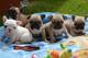 Cachorros de bulldog francez