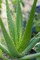 ¿Eres amante del aloe vera? - Foto 1