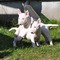 ¡estos hermosos cachorros de bull terrier