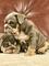 Lovely english bulldog puppies for sale