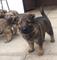 Lovely German Shepherd Puppies for sale - Foto 1