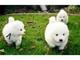 Macho hembra cachorros samoyedo la entrega es