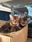 Male and female bengal kittens available for adoption - Foto 1