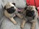 Pedigree Pug Puppies for sale - Foto 1