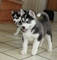 Preciosos cachorros de husky siberiano