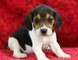 Regalo beagle tri-color cachorros